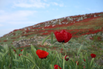 Poppy flower field on the hill against blue sky background