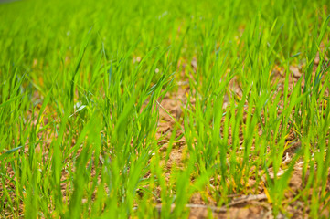 Land and young green wheat