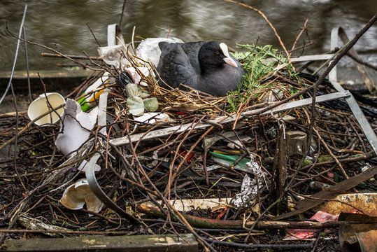Eurasian Coot sitting on a nest built with human trash and litter.