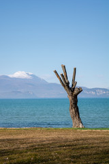 alberello sul lago