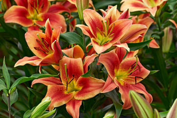 Flowering Lily 'Montego Bay' in close up