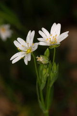 Macrophotographie de fleur sauvage - Stellaria holostea