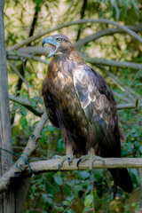 aquila