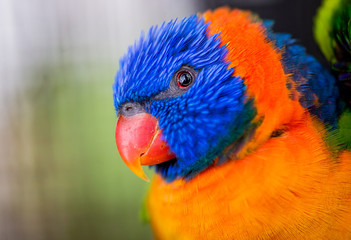 Close-up portrait of a rainbow lorikeet parrot with colorful blue and orange feathers, looking at the camera.