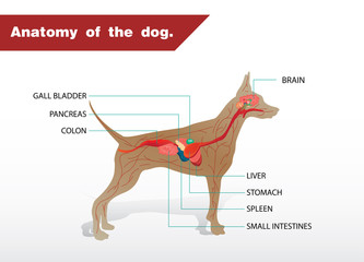 Illustration of the anatomy of a dog 