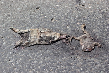 Überfahrener Frosch auf der Straße