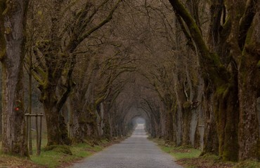 Kopfsteinpflaster Allee