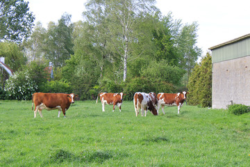 Fototapeta na wymiar a green meadow with grazing brown cows and large trees in the background in holland in spring