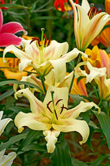 Flowering Lily 'Bonbini' in close up
