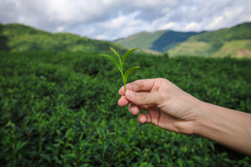 little green tea on holding hand and agricultural farmland with farmer group background