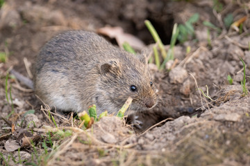 The striped field mouse