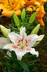 Flowering Lily 'Muscadet' in close up