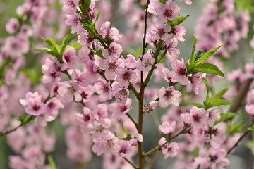 Pink peach flowers on a tree branch in the garden in spring.