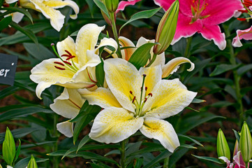Fototapeta premium Flowering 'Suncatcher' in a flower border