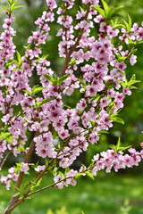 Pink peach flowers on a tree branch in the garden in spring.