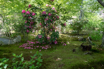 Beautiful Japanese Zen Garden Ktoyo Japan