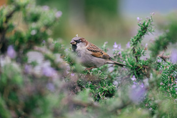 A bird on a tree near Lake Wanaka, New Zealand