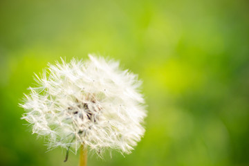 タンポポの綿毛