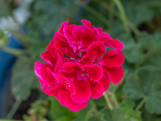 Close up of Scarlet Geranium flower.Macro photo