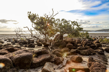 Tree surrounded by rocky coastline at low tide