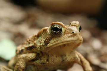 Toad Close-up