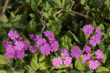 Fototapeta premium Primrose flowers with pink flowers. Blooming garden or Park under soft sunlight. Natural landscape