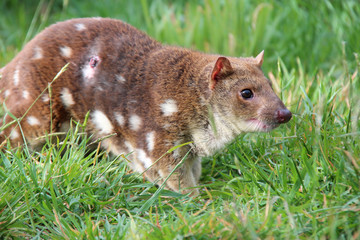 quoll (australia)