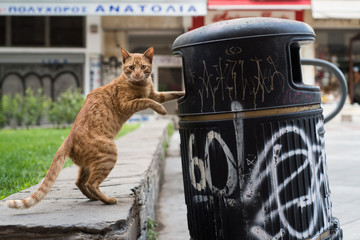 Stray cat in the garbage bin
