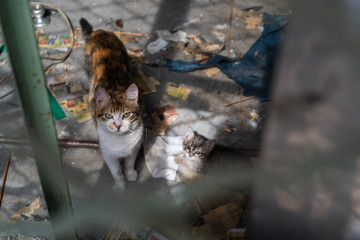 Stray cats on the street