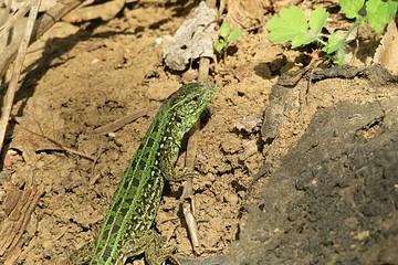Green european lizard on soil background in the garden, closeup