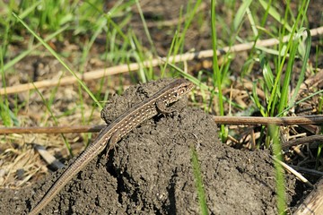 Brown lizard on soil in the garden, closeup