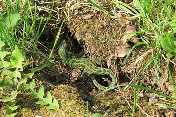 Green european lizard near the hole in the garden