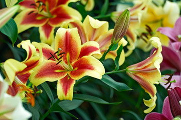 Flowering Lily 'Shocking' in a flower border