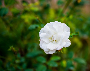 Spring Flowers in Lahore, Pakistan 