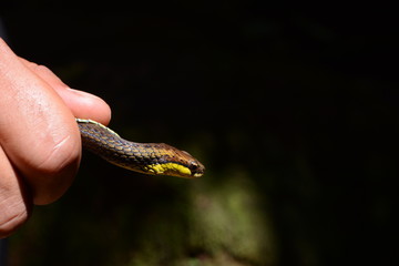 Cobra