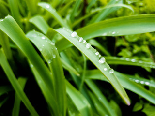 Grass and dew. Grass after rain. Dew on the grass.