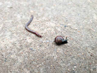 Earthworm and snail in the close-up.Worm and snail.