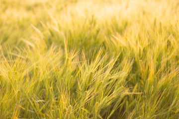 夕日に照らされる麦畑