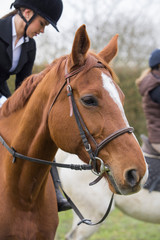 Obraz premium Riding a horse 