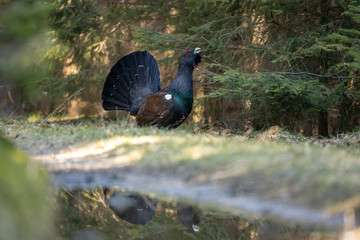 Auerhahn mit Wasserspiegelung im Nadelwald