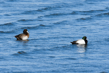スズガモつがい(Greater Scaup)