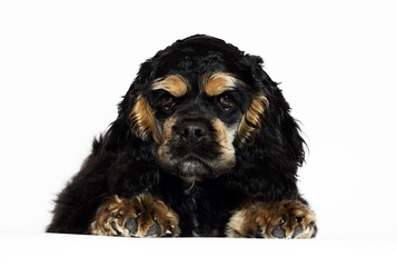 american cocker spaniel puppy looking on white background