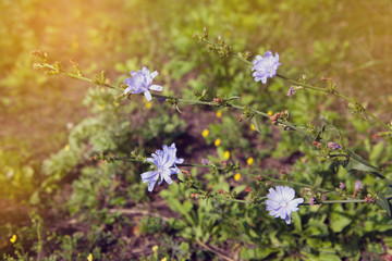 Summer green background. Spring flowers nature background.