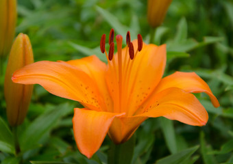 Lilie orange