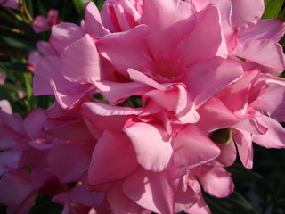 beautiful colourful flowers