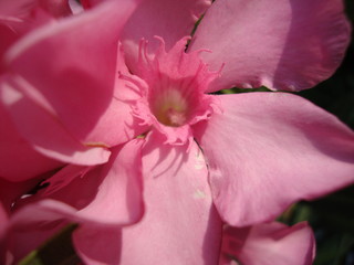 Naklejka premium beautiful colourful flowers