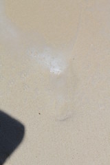 bbq bar wedding food animals beach