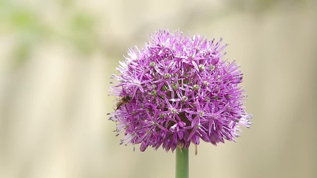 Bee on purple Allium flower. Bee collects nectar from a flower in sunny summer day, macro. Honeybee on Flower