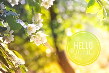 Banner hello june. Text on the photo. Text hello June. New month. New season. Summer month. Text on a photo of flowers. Flowers and plants.