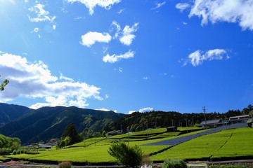 川根の茶畑